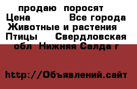 продаю  поросят  › Цена ­ 1 000 - Все города Животные и растения » Птицы   . Свердловская обл.,Нижняя Салда г.